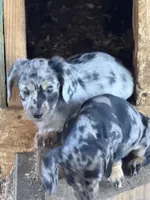 Scooter, a male Miniature Dachshund for sale in Cave Junction, OR – Photo 4 of 9