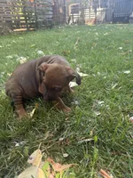 Macy, a female Rhodesian Ridgeback for sale in Cave Junction, OR – 4 of 7