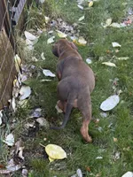 Macy, a female Rhodesian Ridgeback for sale in Cave Junction, OR – 2 of 7