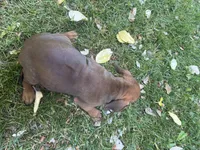 Macy, a female Rhodesian Ridgeback for sale in Cave Junction, OR – 6 of 7