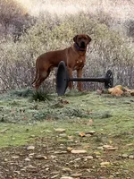 Trinity , a female Rhodesian Ridgeback for sale in Cave Junction, OR – 5 of 10