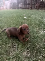 Ann, a female Miniature Dachshund for sale in Cave Junction, OR – 4 of 8