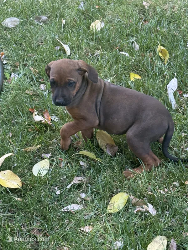 Macy – Rhodesian Ridgeback puppy for sale in Cave Junction, OR