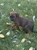 Macy, a female Rhodesian Ridgeback for sale in Cave Junction, OR – 1 of 7