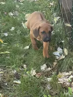 Kane, a male Rhodesian Ridgeback for sale in Cave Junction, OR – 4 of 6