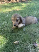 Ginger, a female Miniature Dachshund for sale in Cave Junction, OR – 5 of 6