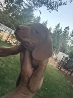 Rosie, a female Miniature Dachshund for sale in Cave Junction, OR – 2 of 7