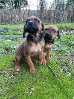 Trinity , a female Rhodesian Ridgeback for sale in Cave Junction, OR – 2 of 10
