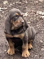 Belle, a female Bloodhound for sale in Cave Junction, OR – Photo 2 of 5