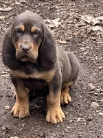 Belle, a female Bloodhound for sale in Cave Junction, OR – Photo 5 of 5