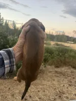Bella, a female Miniature Dachshund for sale in Cave Junction, OR – 3 of 6