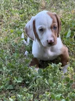 Colt, a male Miniature Dachshund for sale in Cave Junction, OR – Photo 3 of 8