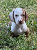 Colt, a male Miniature Dachshund for sale in Cave Junction, OR – Photo 2 of 8