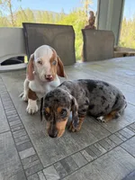 Colt, a male Miniature Dachshund for sale in Cave Junction, OR – Photo 7 of 8