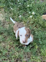 Colt, a male Miniature Dachshund for sale in Cave Junction, OR – Photo 4 of 8