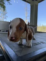 Colt, a male Miniature Dachshund for sale in Cave Junction, OR – Photo 5 of 8