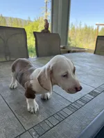 Colt, a male Miniature Dachshund for sale in Cave Junction, OR – Photo 1 of 8