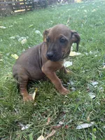 Macy, a female Rhodesian Ridgeback for sale in Cave Junction, OR – 5 of 7
