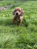Kaya, a female Miniature Dachshund for sale in Cave Junction, OR – Photo 1 of 7