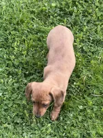 Kaya, a female Miniature Dachshund for sale in Cave Junction, OR – Photo 6 of 7
