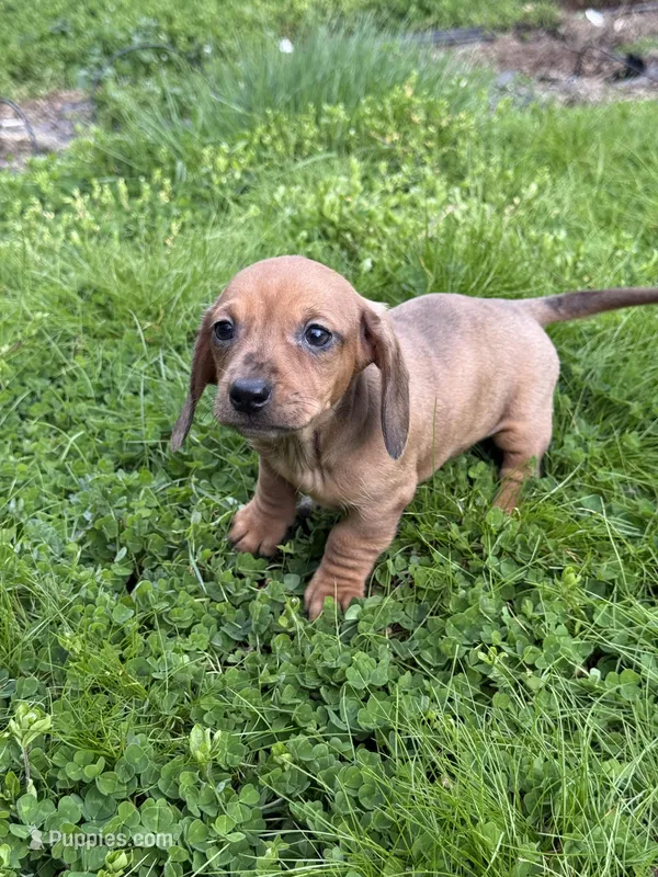 Ruby – Miniature Dachshund puppy for sale in Cave Junction, OR