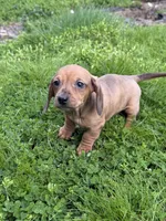 Ruby, a female Miniature Dachshund for sale in Cave Junction, OR – Photo 1 of 8