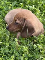 Kaya, a female Miniature Dachshund for sale in Cave Junction, OR – Photo 4 of 7