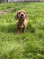 Kaya, a female Miniature Dachshund for sale in Cave Junction, OR – Photo 5 of 7