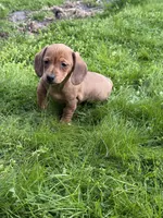 Kaya, a female Miniature Dachshund for sale in Cave Junction, OR – Photo 2 of 7