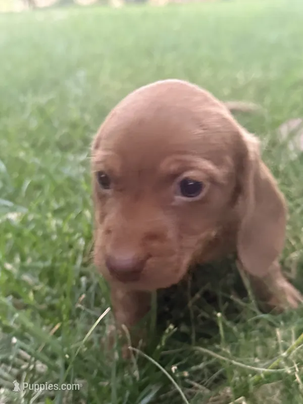 Rosie – Miniature Dachshund puppy on hold in Cave Junction, OR