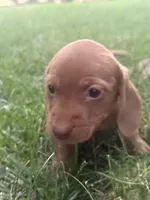 Rosie, a female Miniature Dachshund for sale in Cave Junction, OR – 1 of 7