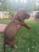 Rosie, a female Miniature Dachshund for sale in Cave Junction, OR – 5 of 7