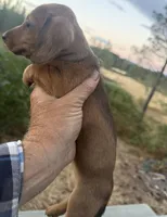 Bella, a female Miniature Dachshund for sale in Cave Junction, OR – 4 of 6