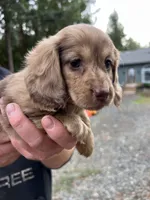 Mia, a female Miniature Dachshund for sale in Cave Junction, OR – Photo 9 of 9