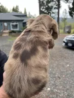 Mia, a female Miniature Dachshund for sale in Cave Junction, OR – Photo 5 of 9