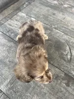 Mia, a female Miniature Dachshund for sale in Cave Junction, OR – Photo 7 of 9