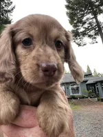 Mia, a female Miniature Dachshund for sale in Cave Junction, OR – Photo 4 of 9