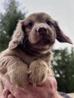 Mia, a female Miniature Dachshund for sale in Cave Junction, OR – Photo 2 of 9