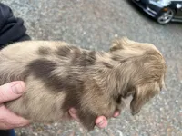 Mia, a female Miniature Dachshund for sale in Cave Junction, OR – Photo 8 of 9
