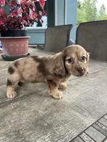 Mia, a female Miniature Dachshund for sale in Cave Junction, OR – Photo 3 of 9