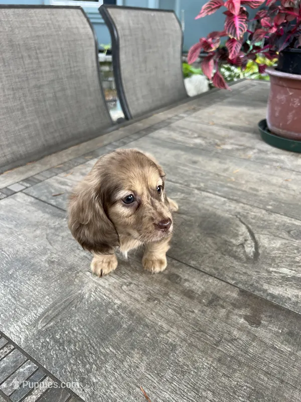 Mia, a female Miniature Dachshund for sale in Cave Junction, OR – Photo 1 of 9