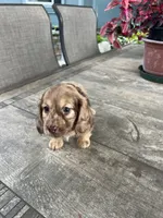 Mia, a female Miniature Dachshund for sale in Cave Junction, OR – Photo 6 of 9