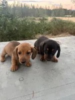 Scooter, a male Miniature Dachshund for sale in Cave Junction, OR – 3 of 6