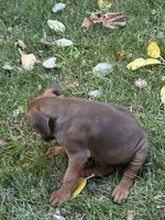 Macy, a female Rhodesian Ridgeback for sale in Cave Junction, OR – 7 of 7