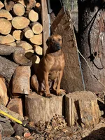 August litter, a male Rhodesian Ridgeback for sale in Cave Junction, OR – Photo 4 of 8