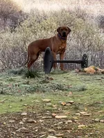 August litter, a male Rhodesian Ridgeback for sale in Cave Junction, OR – Photo 8 of 8