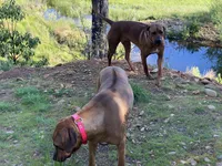 August litter, a male Rhodesian Ridgeback for sale in Cave Junction, OR – Photo 5 of 8