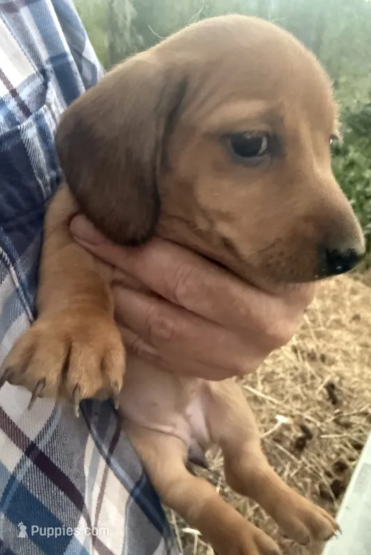Bella – Miniature Dachshund puppy for sale in Cave Junction, OR