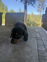 Ruger, a male Miniature Dachshund for sale in Cave Junction, OR – 5 of 6