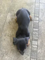 Penny, a female Miniature Dachshund for sale in Cave Junction, OR – 5 of 5
